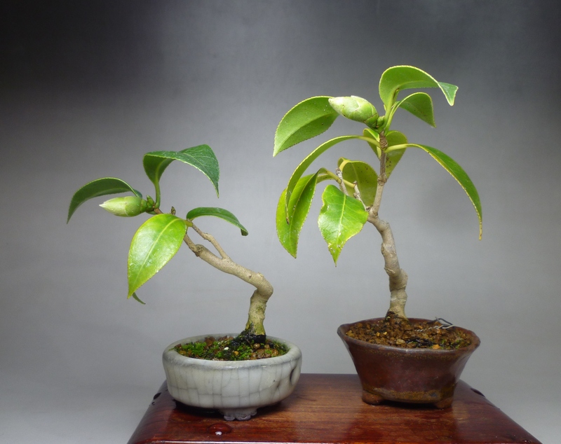 ワビスケツバキ挿し木苗 | 小品盆栽てのり樹工房