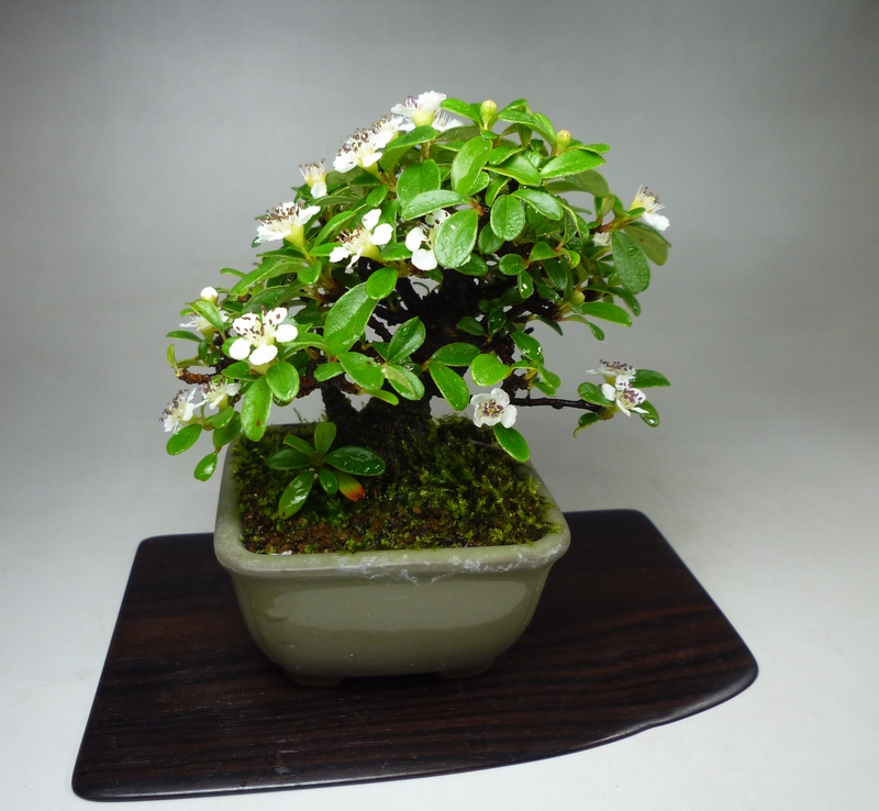 コトネアスター 盆栽 四角鉢アケビ株身がなります