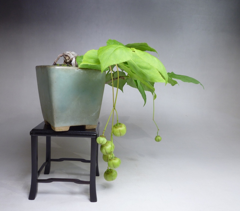 ツリバナ 盆栽 55248b1f99011f818e324e355a78fa