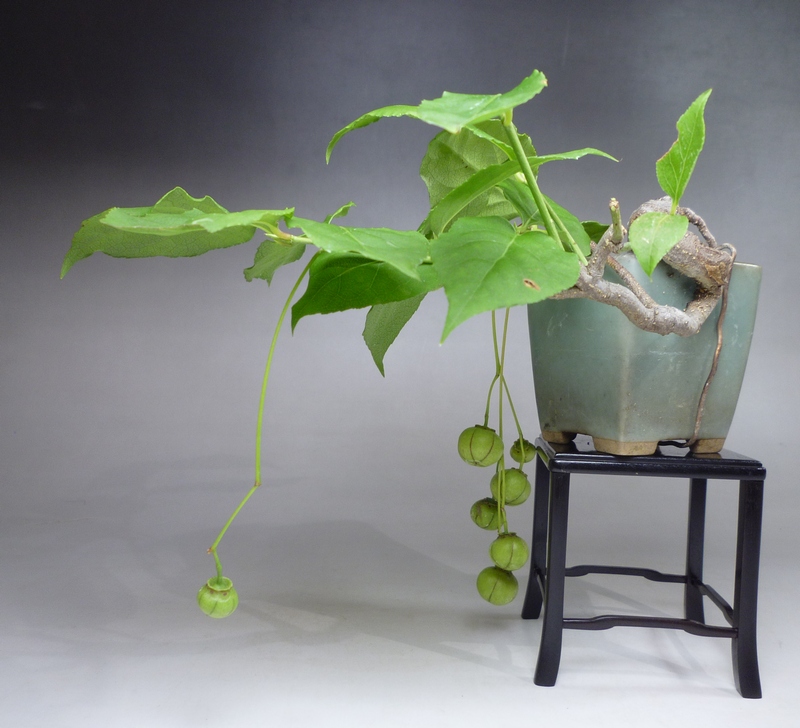 ツリバナマユミ | 小品盆栽てのり樹工房