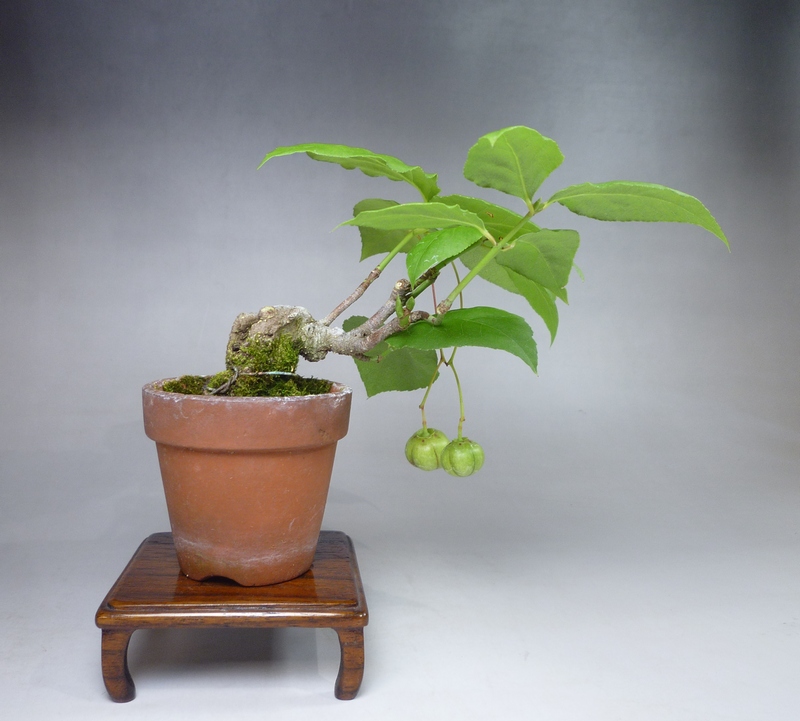 ツリバナマユミ | 小品盆栽てのり樹工房