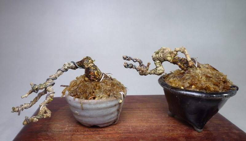 根伏せツルウメモドキ | 小品盆栽てのり樹工房