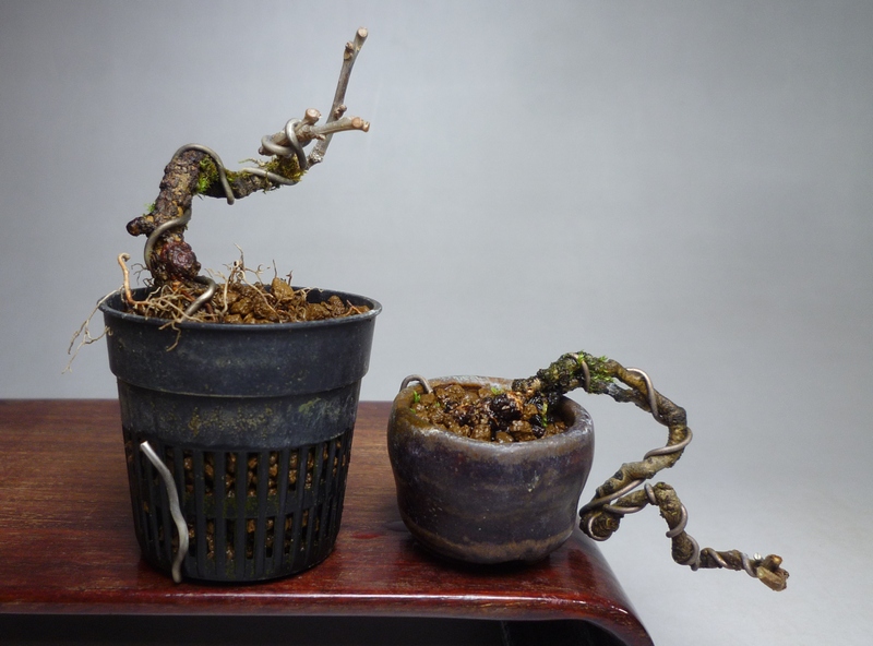 ツルウメモドキ ツルウメモドキ（雌木）が仲間入り。 | 盆栽 BOOOKs