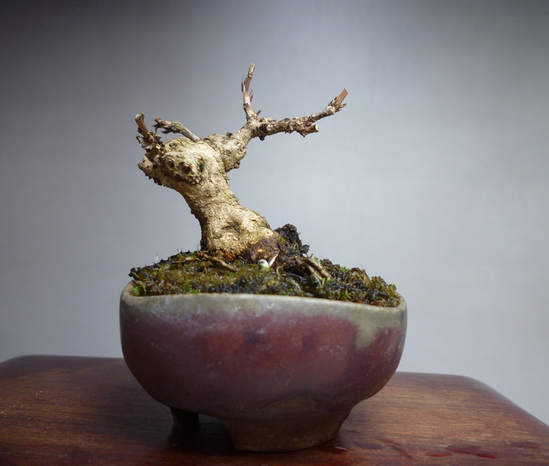 根伏せツルウメモドキ | 小品盆栽てのり樹工房