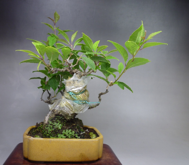 ウメモドキ盆栽。梅擬き盆栽です。 ウメモドキ（梅擬）盆栽の販売