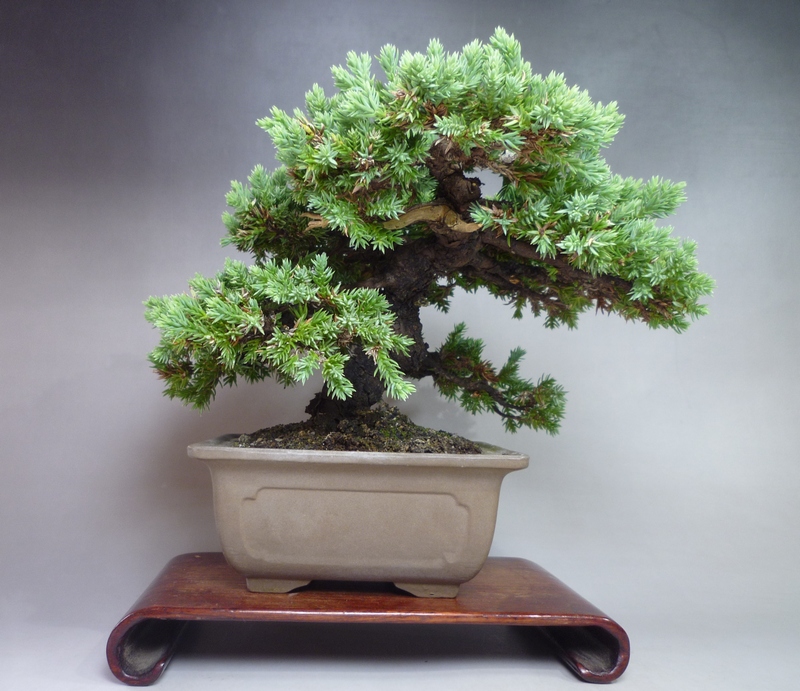 ソナレ盆栽！ □ソナレ Creeping Juniper - 東京盆栽日記～はさみ作りと豆盆栽～