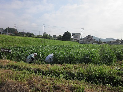 大豆畑草取り