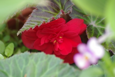 IMGP2671.JPG