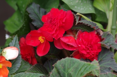 IMGP2679.JPG