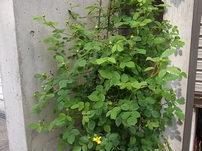 RIMG0076.JPG