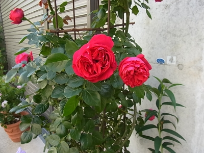 RIMG0098.JPG