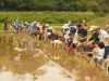 みんなで一列に並んで田植え開始!! さあ、がんばろう!!