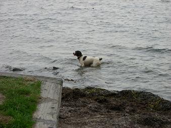 Hund