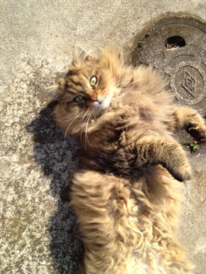 ねこ