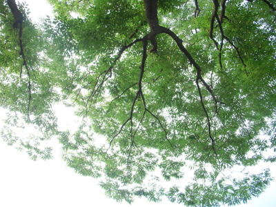 公園3.jpg