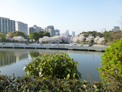 千鳥ヶ淵4.jpg