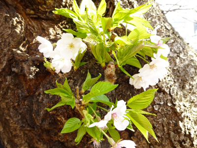 樹の桜.jpg