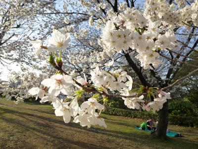 桜アップ2.jpg