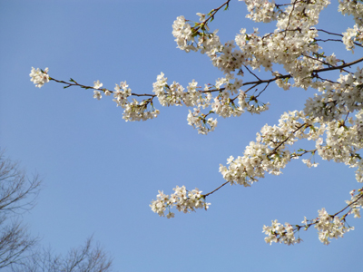桜4.jpg