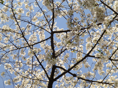 桜アップ3.jpg
