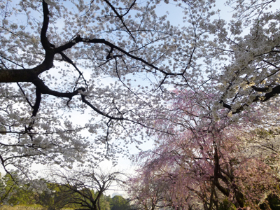 桜ノ競演.jpg