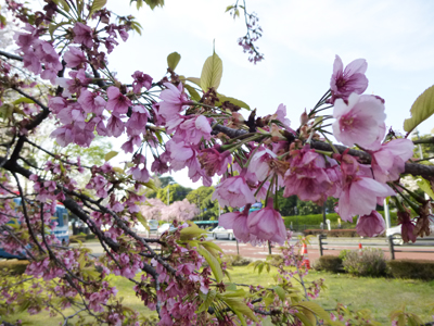 大寒桜.jpg