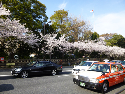 靖国の桜.jpg