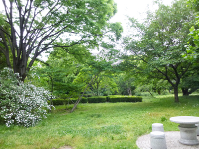 アリスの森.jpg