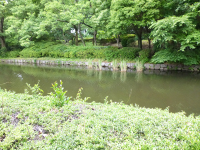 カイツブリ1.jpg