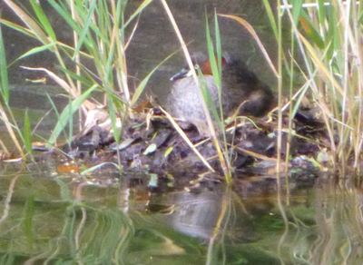 カイツブリ2.jpg