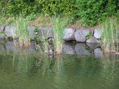 カイツブリ3.jpg