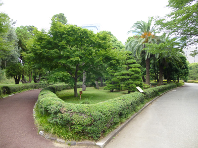 都道府県の木.jpg