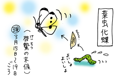 2菜虫化蝶web.jpg