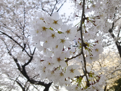 桜_4.JPG
