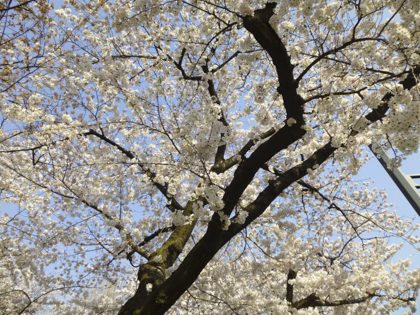 桜_6.JPG