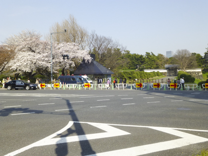 桜_8.JPG