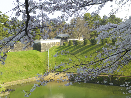 桜_9.JPG