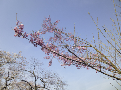 桜_10.JPG
