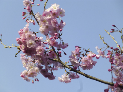 桜_11.JPG