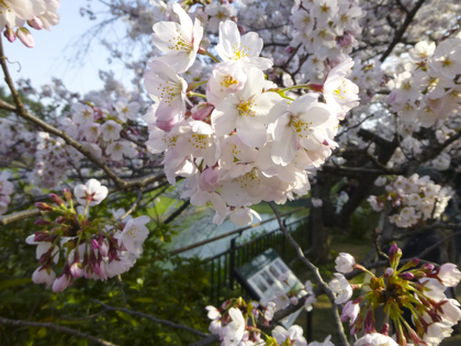 桜_14.JPG