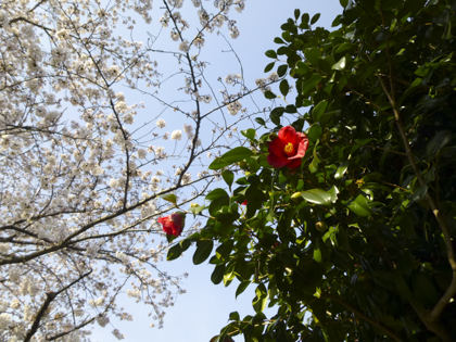 桜_17.JPG