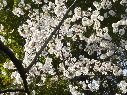 桜_18.JPG