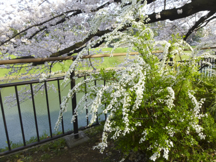 桜_20.JPG