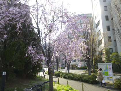 桜_29.JPG