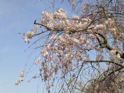 桜_30.JPG