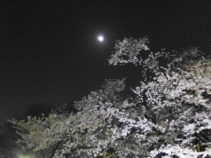 桜_31.JPG