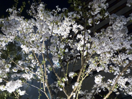 桜_33.JPG