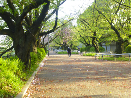 八重桜_11.JPG