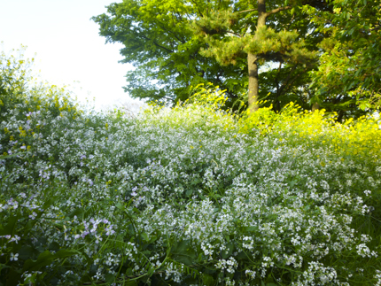 八重桜_20.JPG