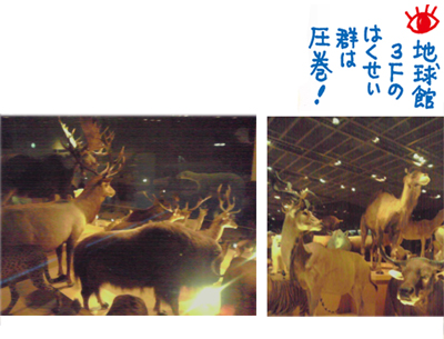 国立科学博6_はくせい館.jpg